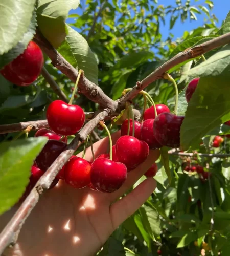 Hfert- Agricultura sostenible