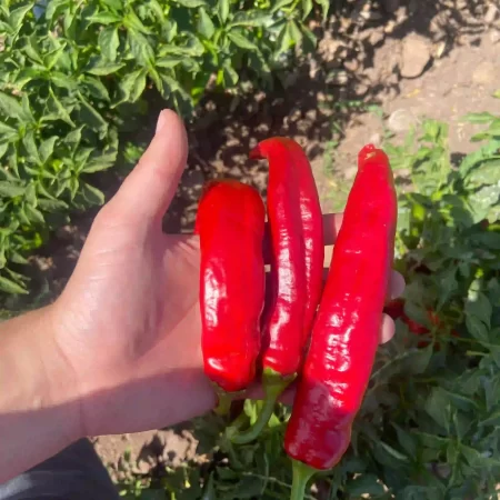 Hfert- agrícultura sustentable