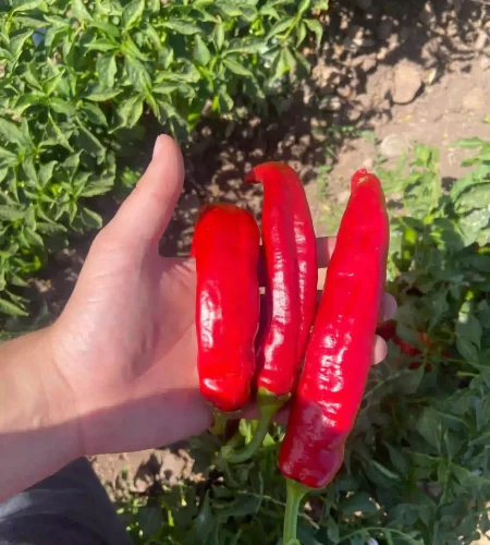 Hfert- agrícultura sustentable