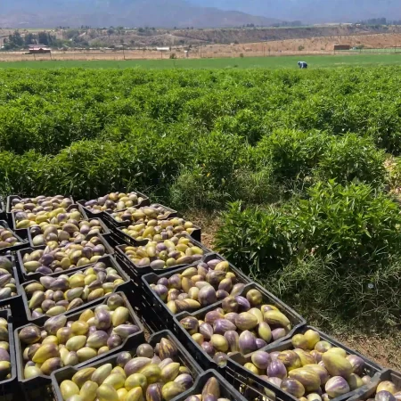 Hfert- agricultura sustentable