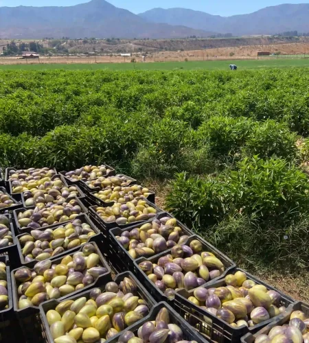 Hfert- agricultura sustentable